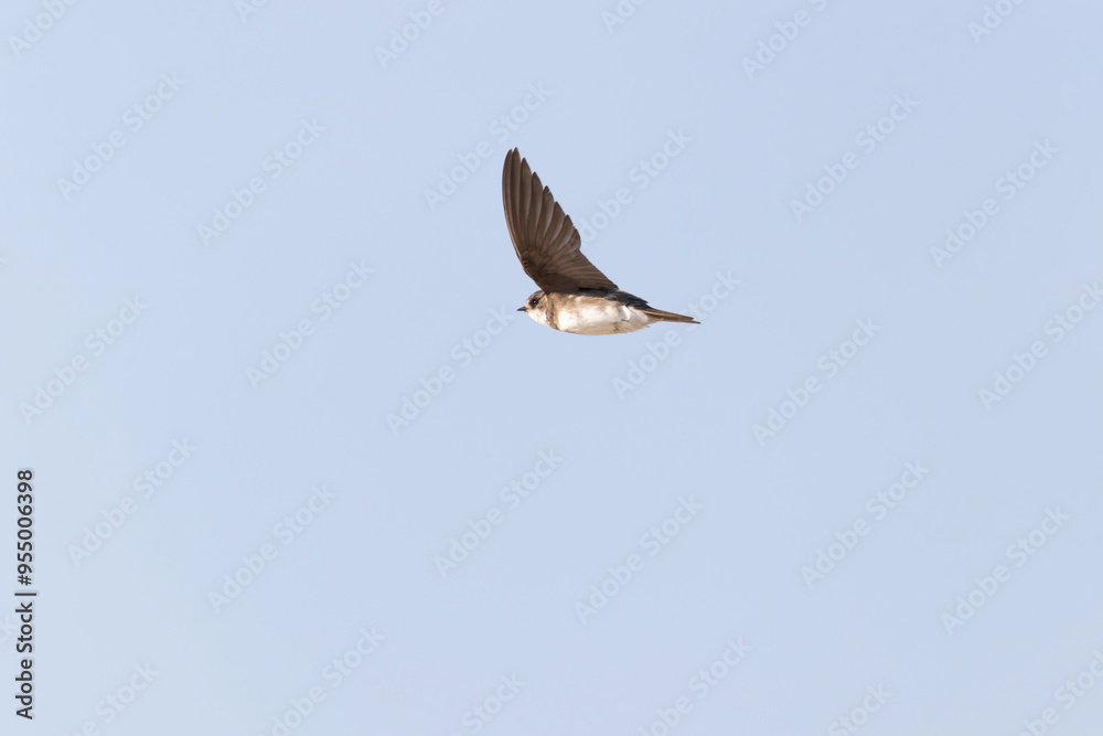 Fototapeta premium Sand martin Riparia riparia from coastal area of Normandy, France