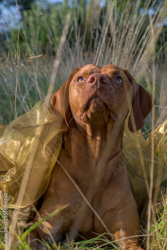 Vizsla dog sat in long grass in soft evening light. Inquisitive look on his face. Striking orange coloured hound. dog portrait. photo