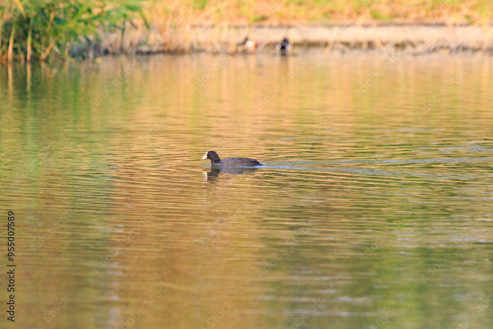 Tranquil Moment: A Coot Gliding on Golden Waters Tranquil Moment: A Coot Gliding on Golden Waters