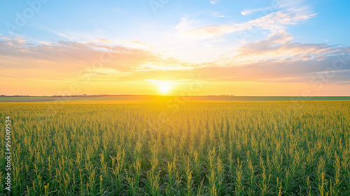 A canola field at sunset after it has been swathed and ripened ready to harvest