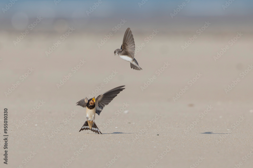 Barn Swallow Hirundo rustica in flight Barn Swallow Hirundo rustica in flight