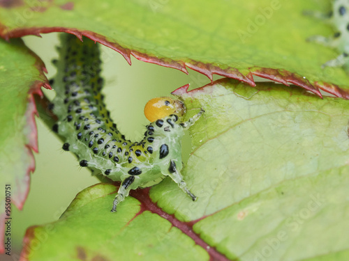 Macro close-up of a rose sawfly eating a rose leaf