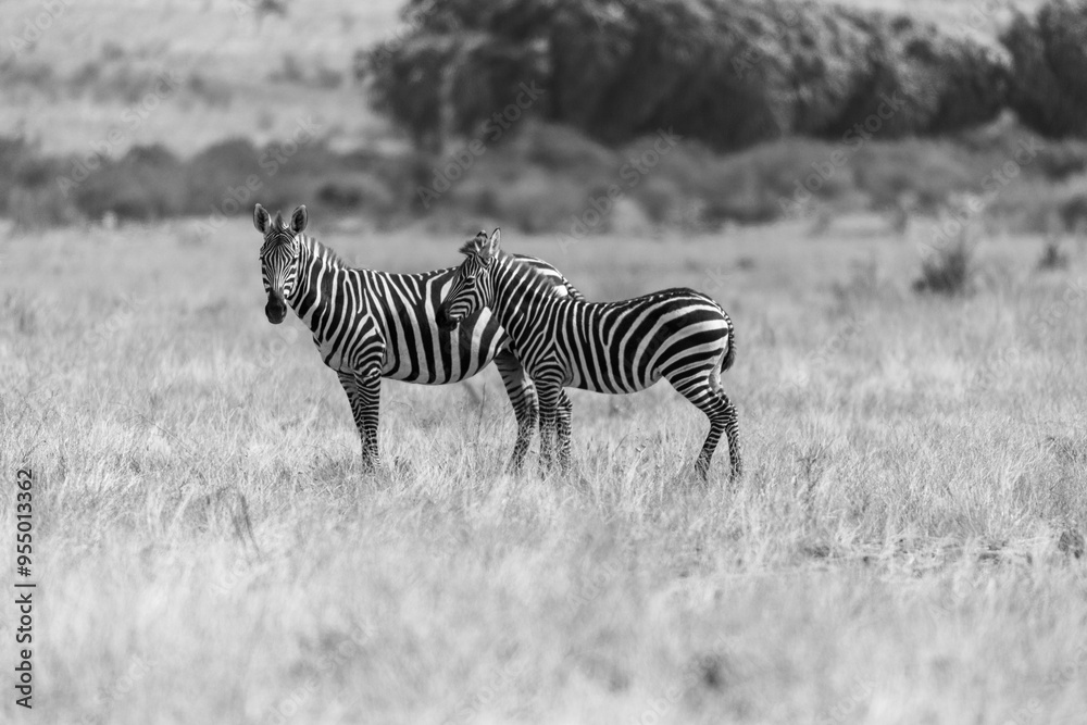 Fototapeta premium Zebre in B&W