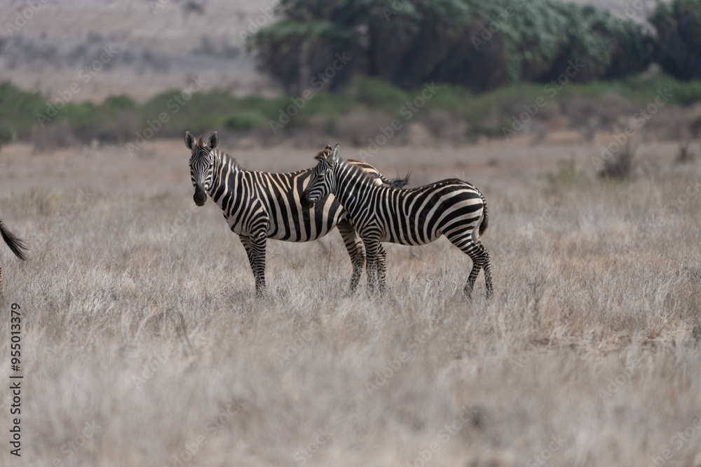 Obraz premium Coppia di Zebre