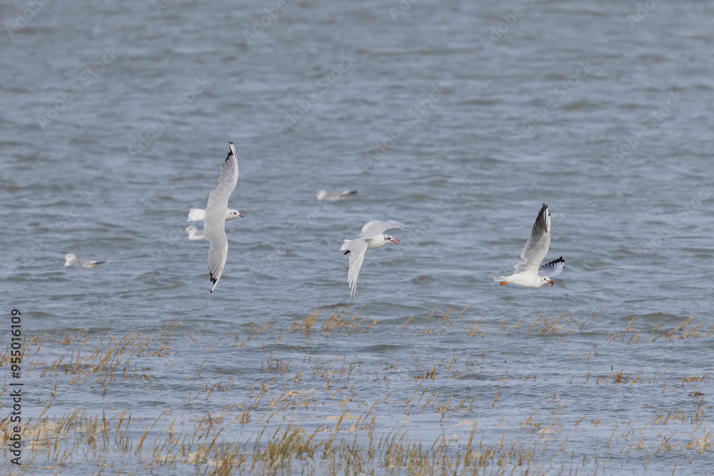 Laughing Gull Chroicocephalus ridibundus in flight on the sea Laughing Gull Chroicocephalus ridibundus in flight on the sea