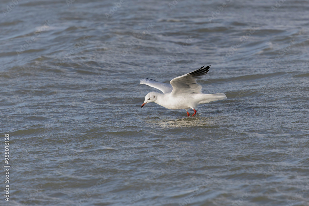 Laughing Gull Chroicocephalus ridibundus in flight on the sea Laughing Gull Chroicocephalus ridibundus in flight on the sea