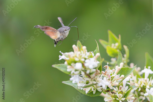 Hummingbird-hawkmoth Macroglossum stellatarum feeding a flower in a garden