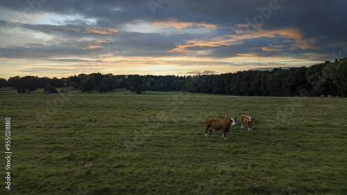 2 Cows on a german meadow with clouds in the evening.