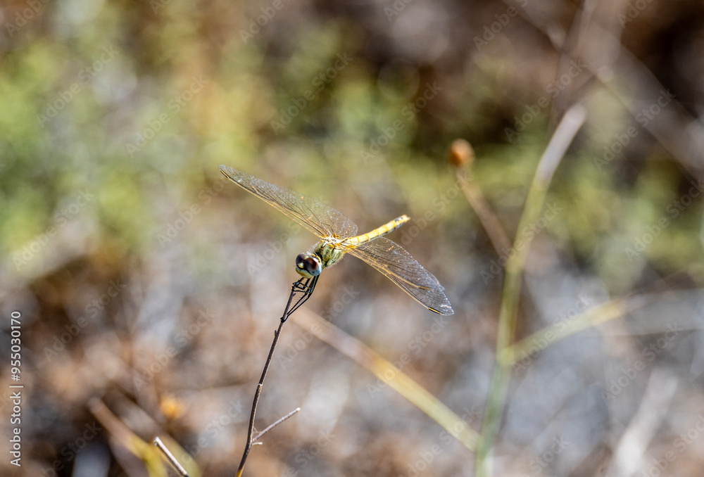 beautiful dragonfly sat on a branch on a sunny day beautiful dragonfly sat on a branch on a sunny day