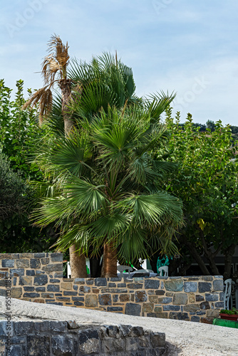 A tall green palm tree grows behind a stone fence