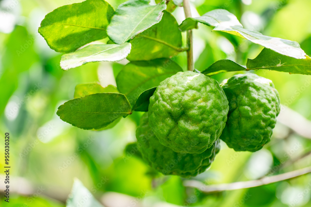 Bergamot, Fresh green bergamot fruit hanging from branch. bergamot tree garden and healthy food concept, group of bergamot,Bergamot medicinal plants with many Bergamot, Fresh green bergamot fruit hanging from branch. bergamot tree garden and healthy food concept, group of bergamot,Bergamot medicinal plants with many