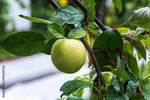 Ripe Apple hanging on a branch among green leaves