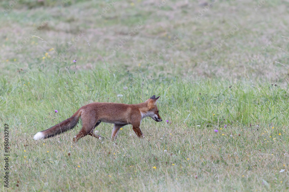 red fox Vulpes vulpes on hunting tour in a meadow red fox Vulpes vulpes on hunting tour in a meadow