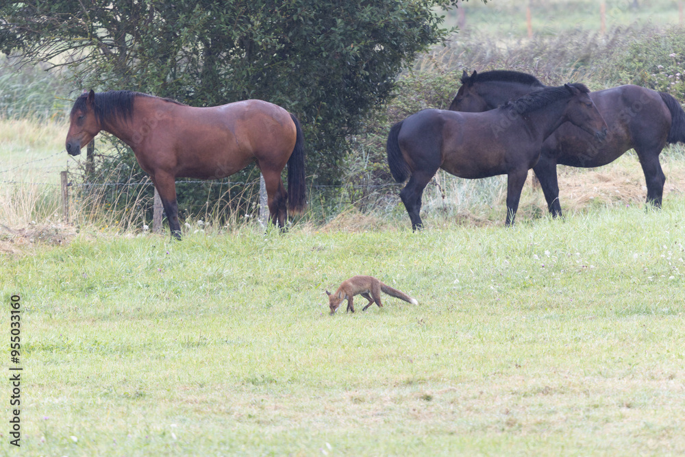 red fox Vulpes vulpes on hunting tour in a meadow red fox Vulpes vulpes on hunting tour in a meadow
