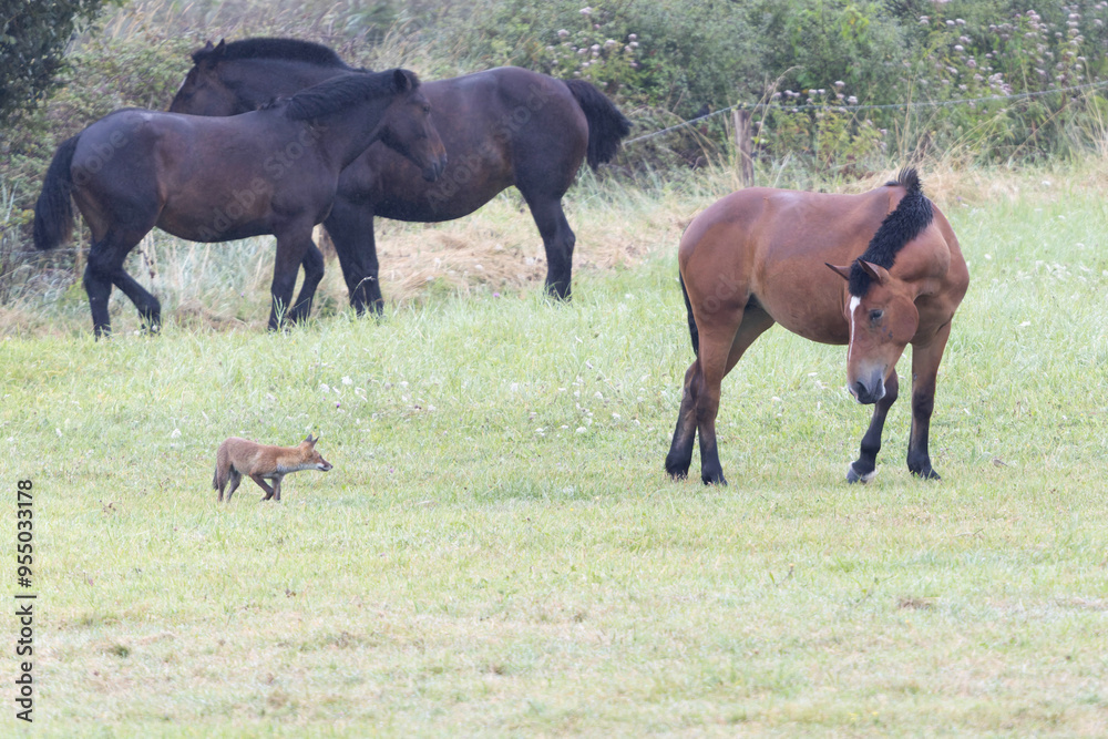 red fox Vulpes vulpes on hunting tour in a meadow red fox Vulpes vulpes on hunting tour in a meadow