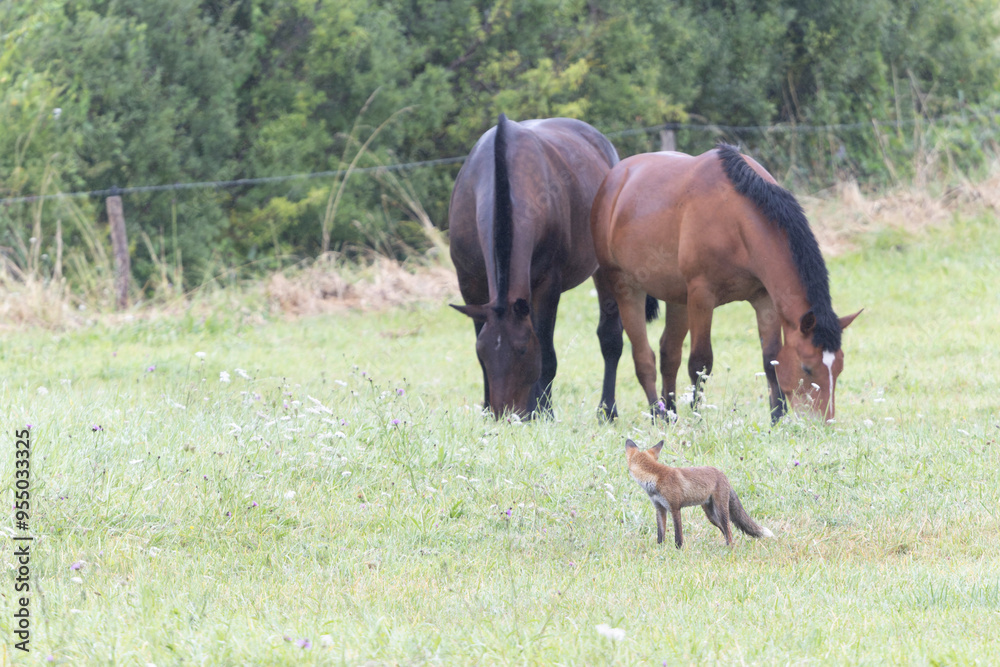 red fox Vulpes vulpes on hunting tour in a meadow red fox Vulpes vulpes on hunting tour in a meadow