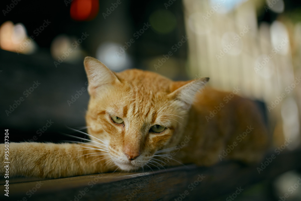 Fototapeta premium Close up orange cat lying