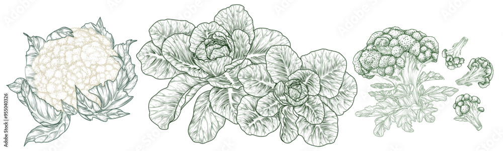 Vector set of 3 cabbages. White cabbage, broccoli, cauliflower in engraving style Vector set of 3 cabbages. White cabbage, broccoli, cauliflower in engraving style