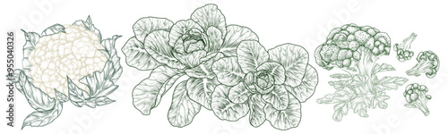 Vector set of 3 cabbages. White cabbage, broccoli, cauliflower in engraving style
