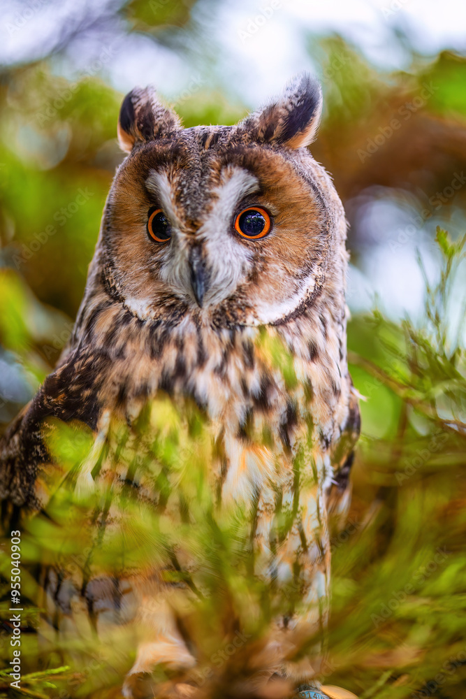 long earned owl sitting in a tree long earned owl sitting in a tree