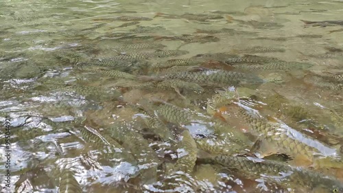 Underwater view of flock of fish in river water at Kimanis Sabah, Malaysia. photo