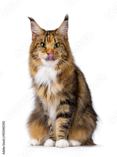 Impressive young adult tortie Maine Coon cat, sitting up facing front. Looking straight to camera with green eyes. Sticking out tongue licking nose and mouth. Isolated on a white background.