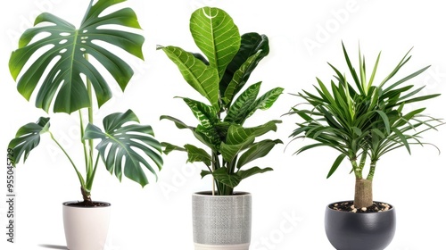 Three Potted Plants with Different Leaf Textures