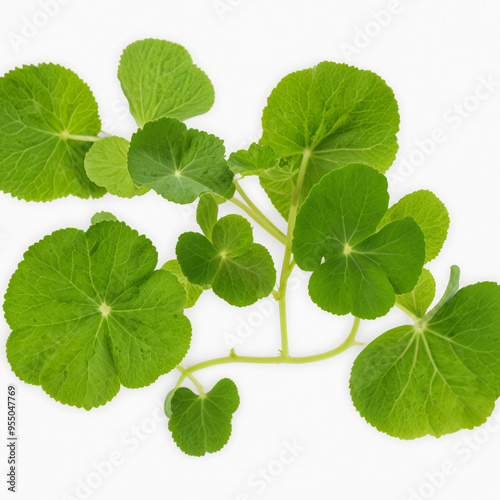 Indian Centella asiatica, isolated on white background. photo