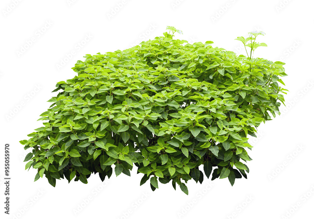 Fototapeta premium Tropical plant fence bush green shrub tree isolated on white background with clipping path.