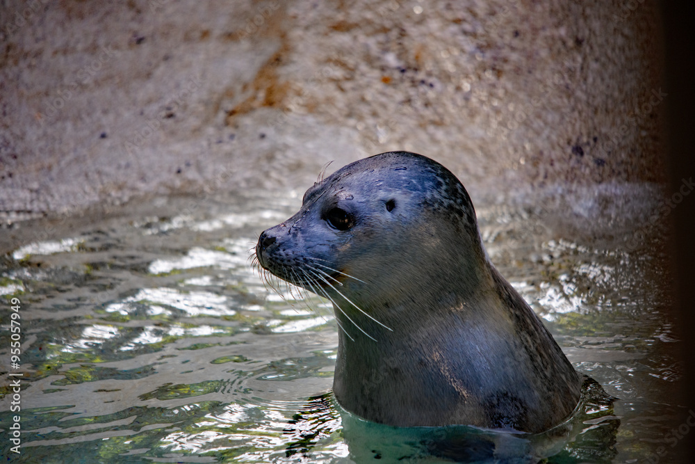 Obraz premium Neugierige Robbe im Augsburger Zoo