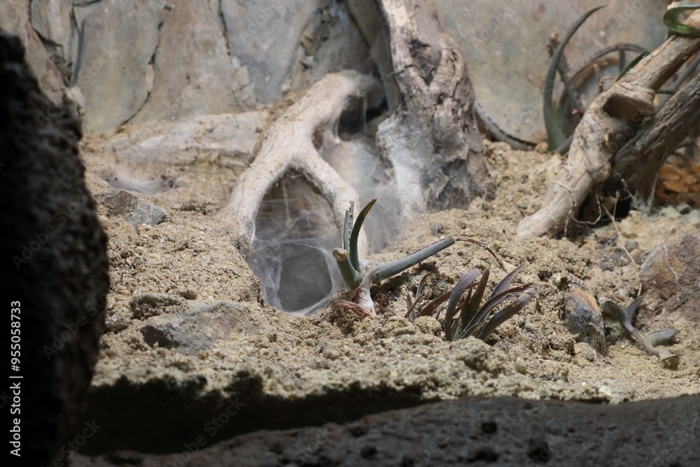 Nice spiders nest in sand Nice spiders nest in sand