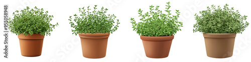 A collection of vibrant green herb plants in various terracotta pots, perfect for home gardening and kitchen decor.