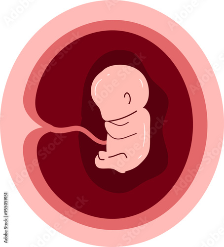 Human embryonic development Illustration 