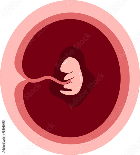 Human embryonic development Illustration 