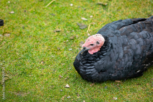 Pavo en un corral al aire libre