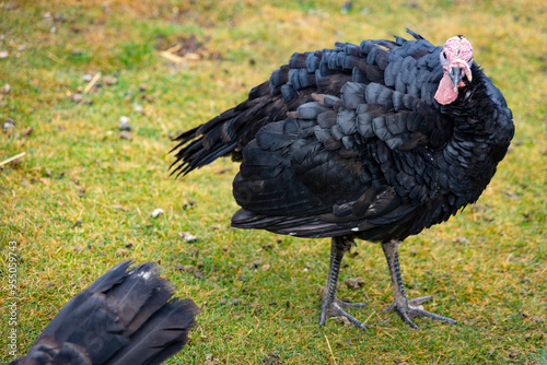 Pavo en un corral al aire libre