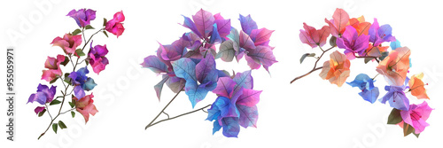 Colorful bougainvillea blooms on isolated transparent background