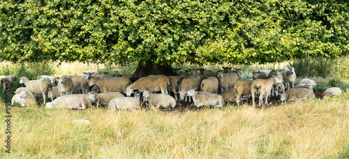 Flock of sheep sheltering from summer sun under a Lime tree