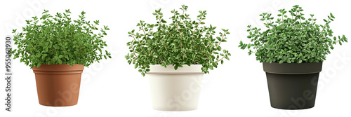 Wallpaper Mural Three stylish pots with lush green plants, perfect for home decor and adding a natural touch to any space. Torontodigital.ca