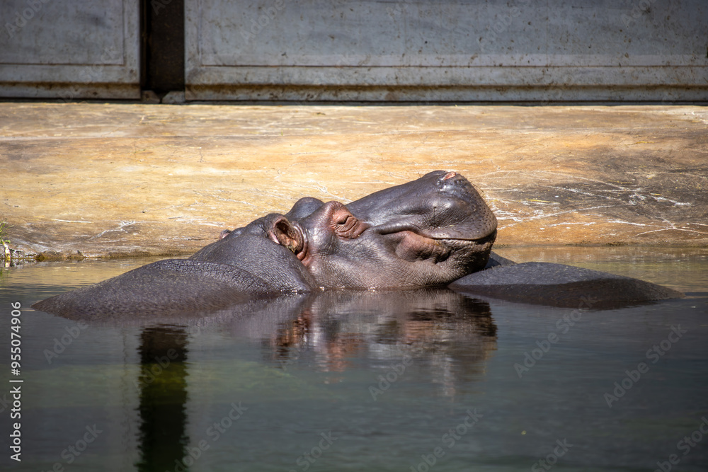 A hippopotamus lies on half of its body on a concrete bank and sleeps(Hippopotamus amphibius) A hippopotamus lies on half of its body on a concrete bank and sleeps(Hippopotamus amphibius)