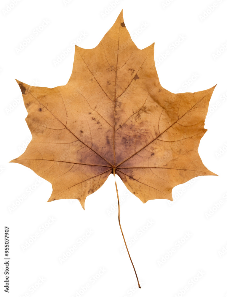 Obraz premium PNG Real Pressed a ivy leaf plant tree fragility.