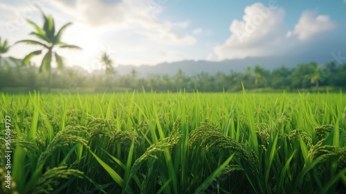 Sunrise Over Lush Rice Paddy Field