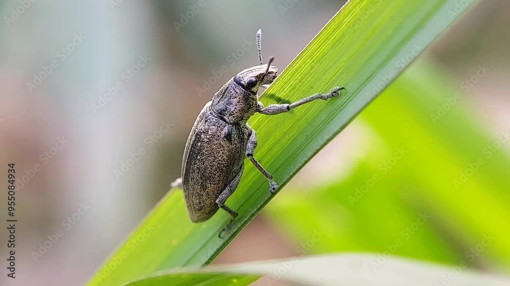 Short-nosed beetle Phyllobius argentatus relaxing on grass leaves.