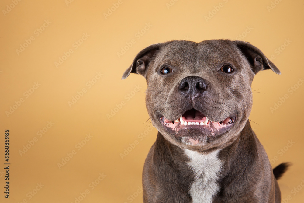 Blue American Staffordshire terrier isolated on background isolated Blue American Staffordshire terrier isolated on background isolated