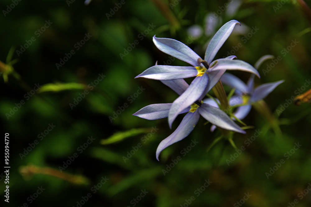 Fototapeta premium lilafarbene Isotoma axillaris