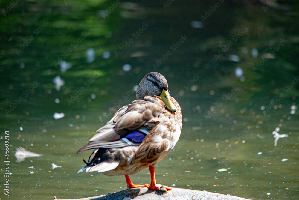 Eine Ente sitzt auf einem Stein im Wasser Eine Ente sitzt auf einem Stein im Wasser