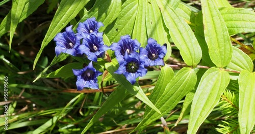 Gentiana asclepiadea | Willow gentian flowers, Alps mountain plant , adorned of a profusion of sapphire blue flowers trumpet-shaped in pairs along arching stems with lanceolate green foliage
 photo