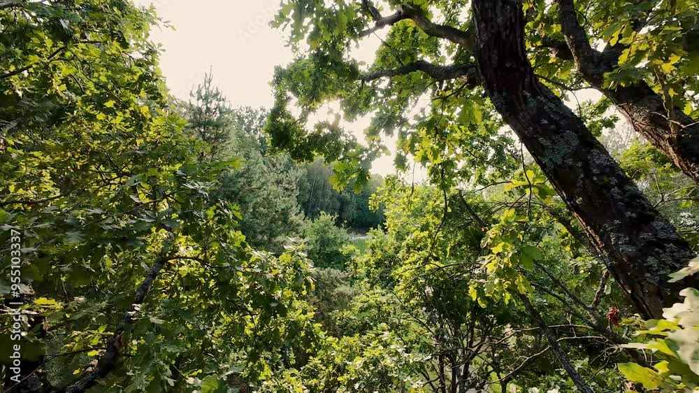 A drone navigates through the branches of lush green trees in a sunlit forest, capturing the vibrant foliage and the interplay of light and shadows. High quality 4k footage A drone navigates through the branches of lush green trees in a sunlit forest, capturing the vibrant foliage and the interplay of light and shadows. High quality 4k footage