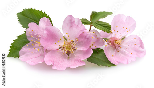 Rosehip flowers with leaf isolated on white background