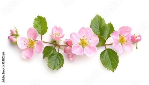 Rosehip flowers with leaf isolated on white background